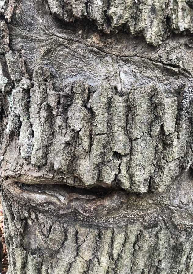 Tree Faced